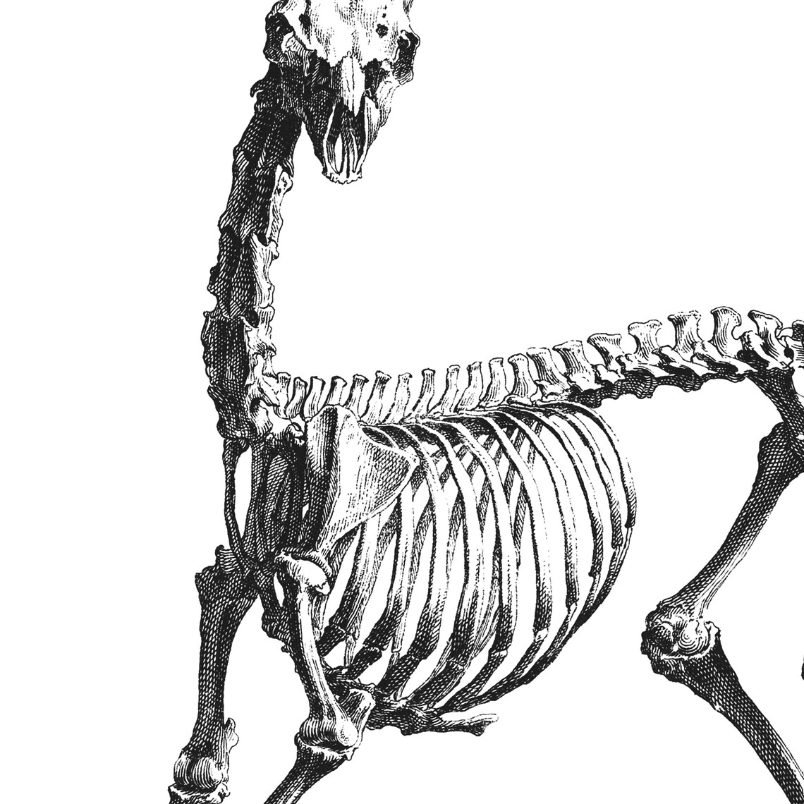 Buck deer skeleton Instant Download vintage buck anatomy Etsy