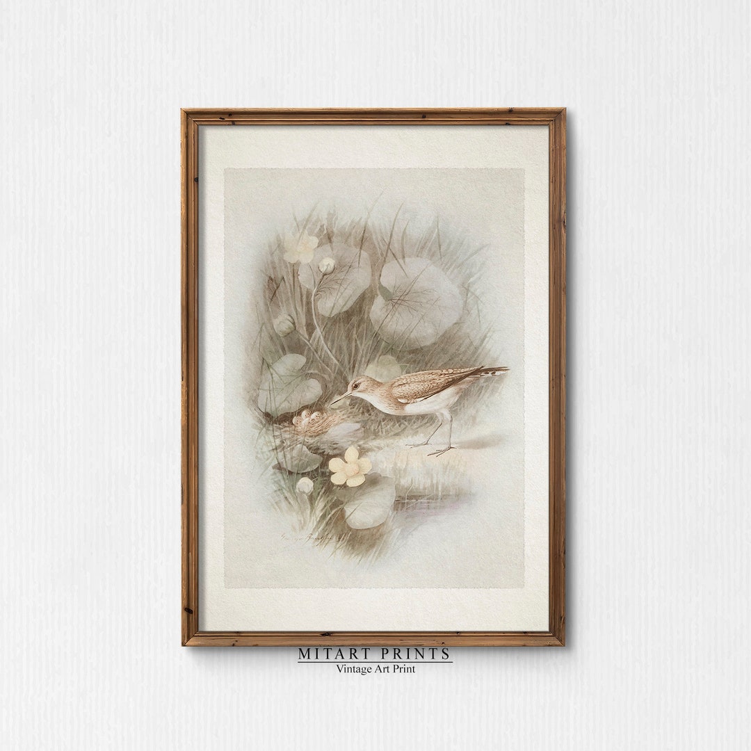 Vintage Art Bird Print Antique Bird Wall Art Instant Etsy