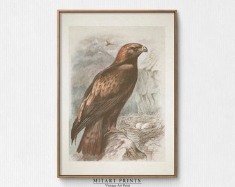 Vintage Golden Eagle Print, Bird Art Illustration, Printable Wall Art, Antique Bird Painting, Bird Prints, Bird Lover Gift, Instant Download