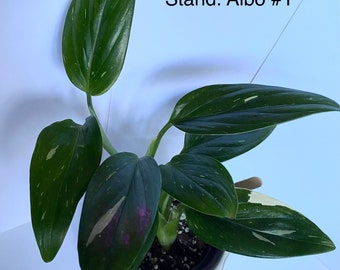 Monstera Standleyana Albo Variegata