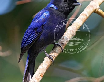 Puede incluir: Un vibrante pájaro azul con cabeza y pico negros posado en una rama marrón. El plumaje del ave muestra un degradado de tonos azules profundos, con una corona azul más clara. La imagen está ambientada sobre un fondo verde borroso.