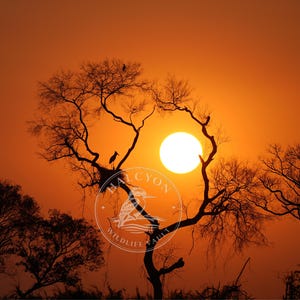 Gniazdo bociana Jabiru o zachodzie słońca, wydruk giclée, fotografia przyrodnicza, prezent dla miłośnika ptaków