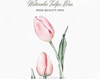 Watercolor tulips illustration, tulips, flower illustration, botanical illustration, digital illustration, JPEG file