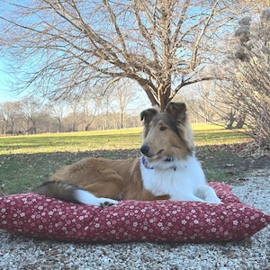 May include: A sable and white Rough Collie dog with a blue collar resting on a rectangular pet bed. The bed features a deep red fabric with a repeating pattern of small white and pink flowers. The dog is lying down on the cushioned surface.