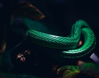California Academy of Science Green Snake Skin Digital Download, Modern Snake Reptile Wall Art,  San Francisco, California Photography