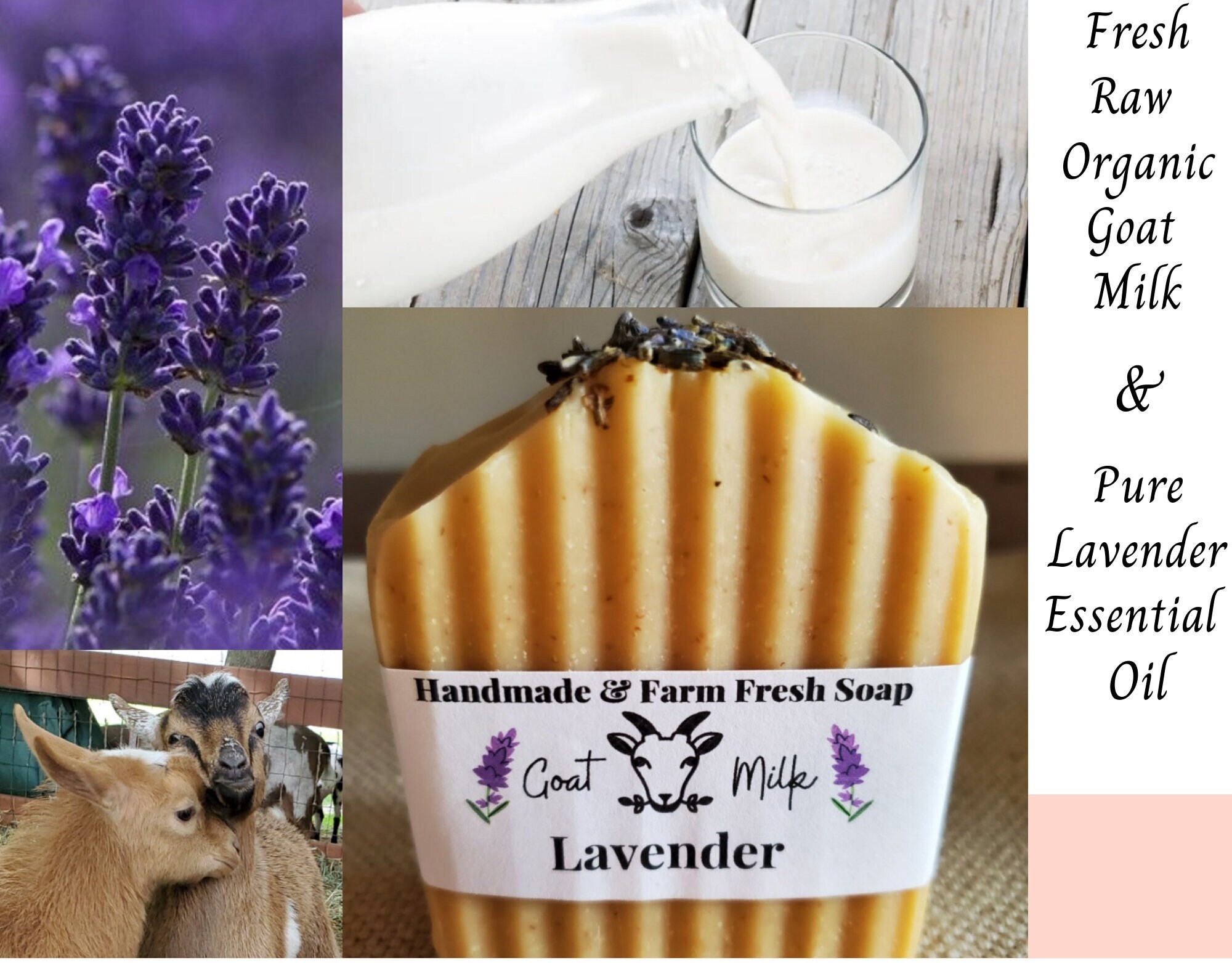 Lavender Goats Milk Soap  Indulge Pure Originals - Home To The Original  Body Butter Bar™
