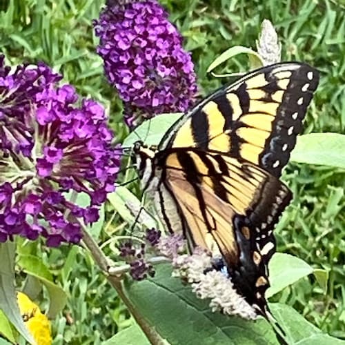 ウェッジウッド ジャスパーウェア 8”x4” ボウル - Etsy 日本