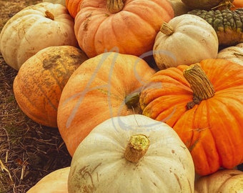 Fall Pumpkins Digital Print, Nature Wall Art, Home Decor Photo Downloads, Pumpkin Patch Photo, Art Gift, Descarga digital