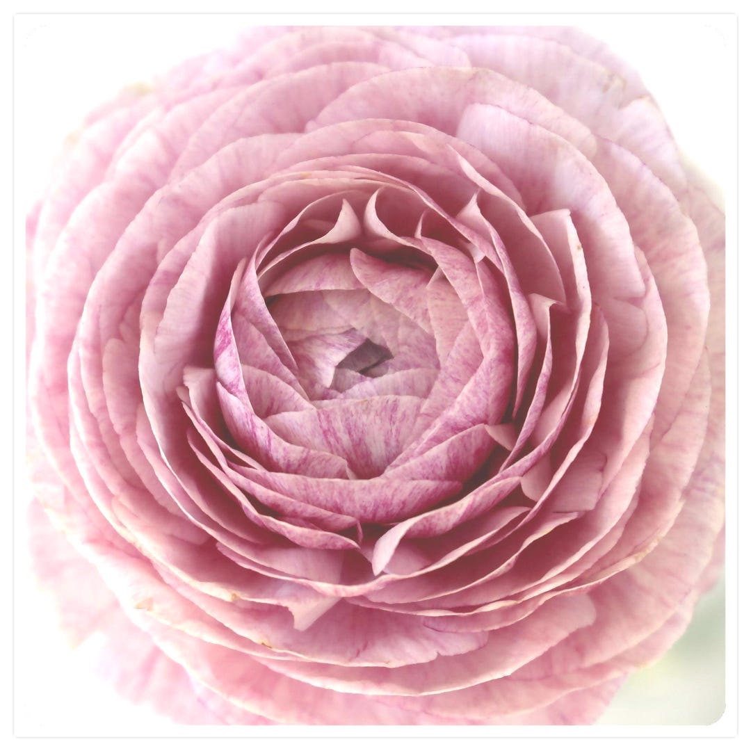 Pink Ranunculus Detail Soft Pink Ranunculus Mini Print, Blush Floral Photography for Peaceful ...