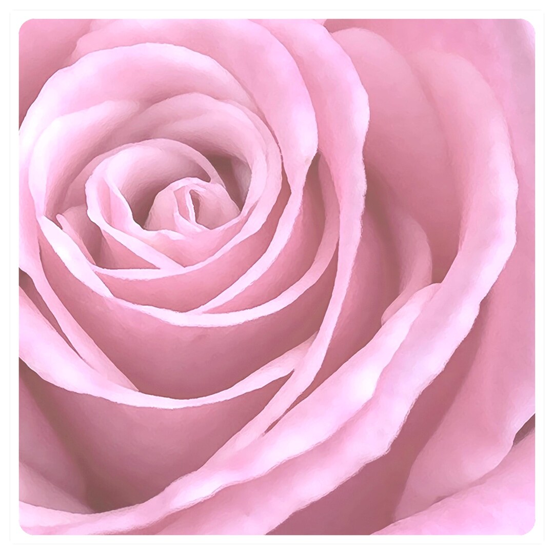 Pink Rose Close Up, Soft Floral Wall Art, Romantic Botanical Fine Art ...