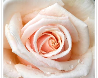 Estampado de rosa rubor con gotas de lluvia – Fotografía floral de bellas artes – Arte mural botánico romántico