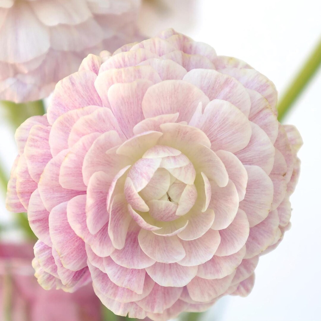 Light Blush Ranunculus Blush Ranunculus Floral Photography, Soft Pink Calm Minimalist Wall Art ...