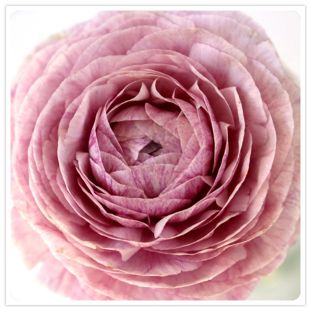 Soft Pink Ranunculus Floral Photography, Blush Botanical Wall Art for ...