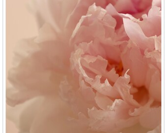 Blush Pfingstrose Fine Art Print | Romantische botanische Wandkunst, zarte Blumenfotografie