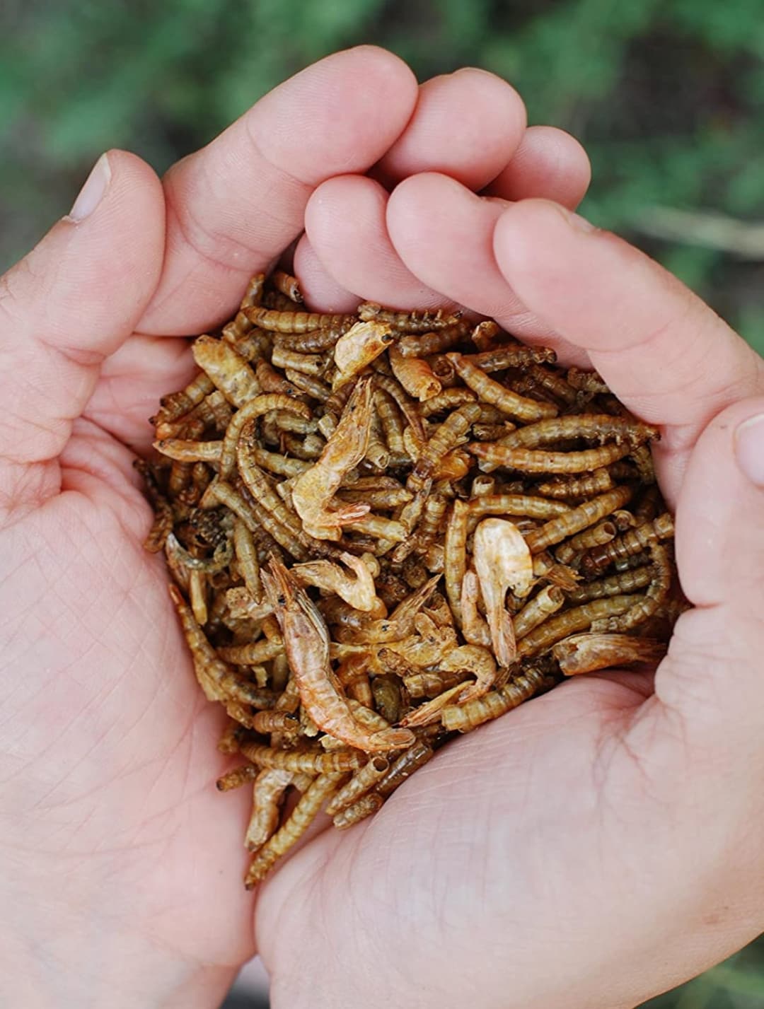 Surf and Turf Mealworms and Shrimp for Hermit Crabs Etsy