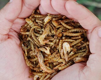 Surf and Turf Mealworms and Shrimp for Hermit Crabs