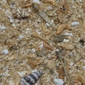 The Chum Bucket Complete Meal for Hermit Crabs