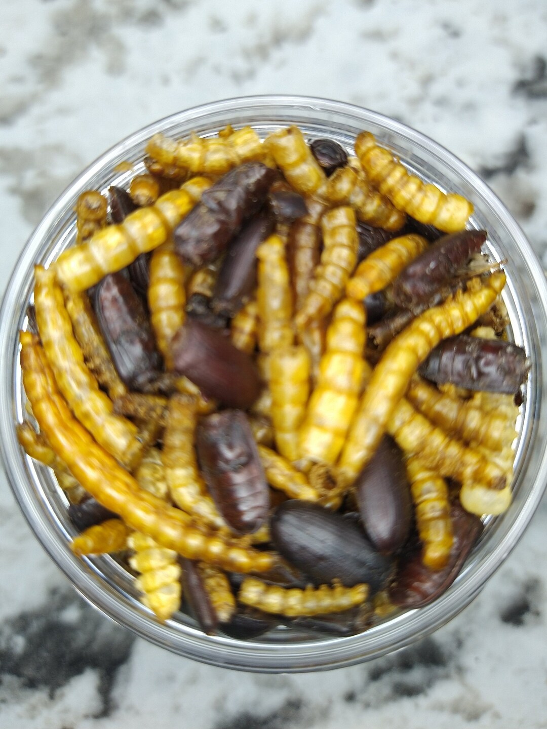 Beetles and Mealworms for Hermit Crabs Etsy