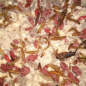 Apple Fritter and Critter Mix for Hermit Crabs Complete Meal