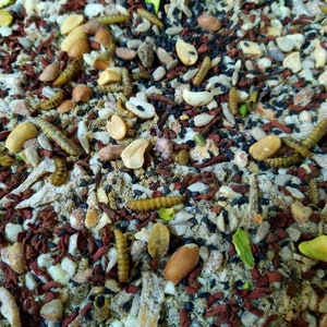 Peanut-Colada Meal for Hermit Crabs