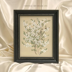 May include: A framed botanical illustration of a white flowering plant with green leaves. The frame is black with a gold-coloured inner border. The text "HERITAGE ART HOUSE LTD." is at the top of the image and "THE HAWTHORNE" is at the bottom.
