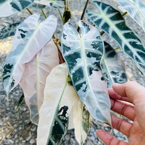 Alocasia watsoniana pink variegated - Etsy 日本