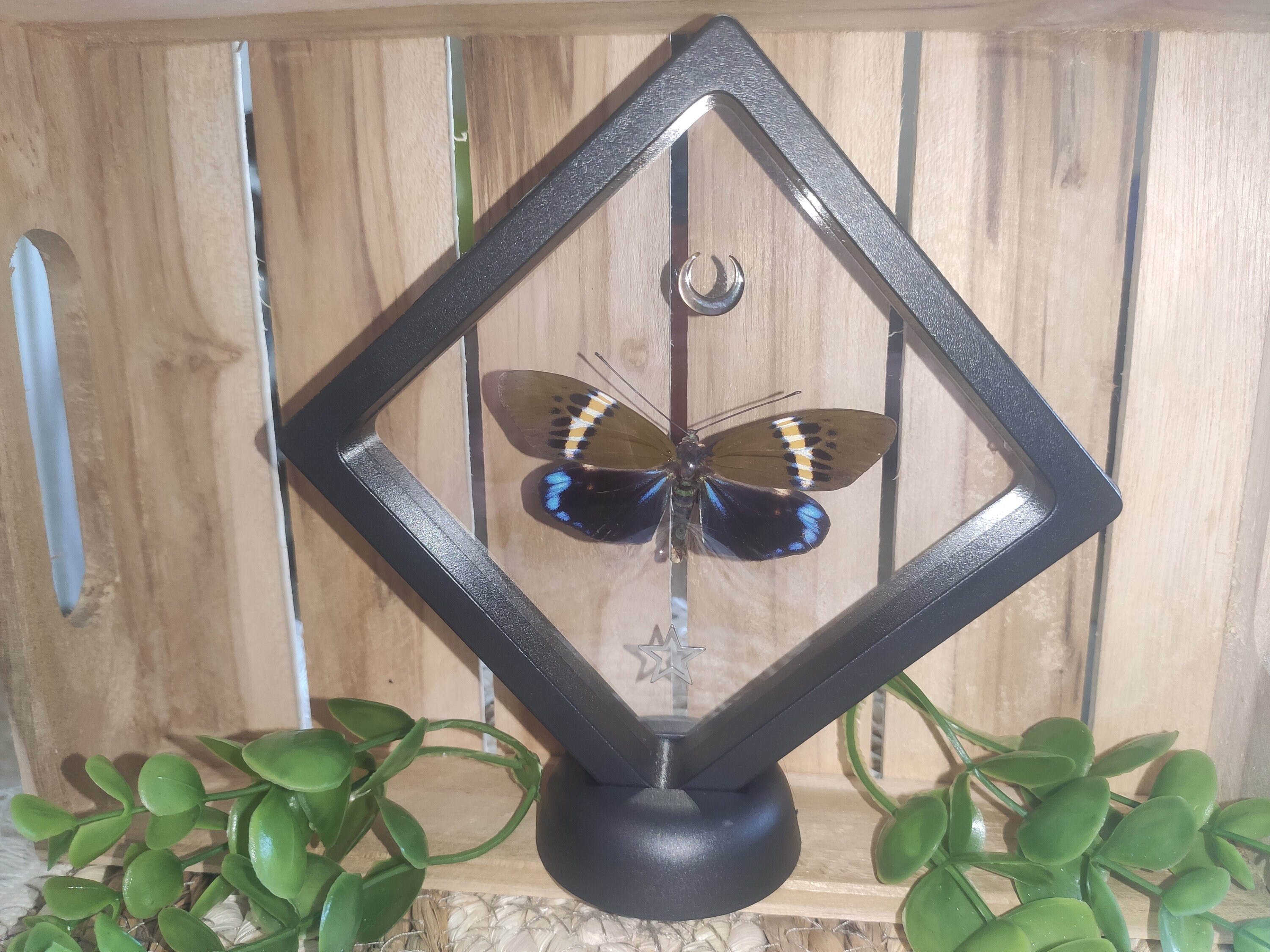 Papillon Eterusia Repleta Naturalisé Dans Son Cadre Flottant