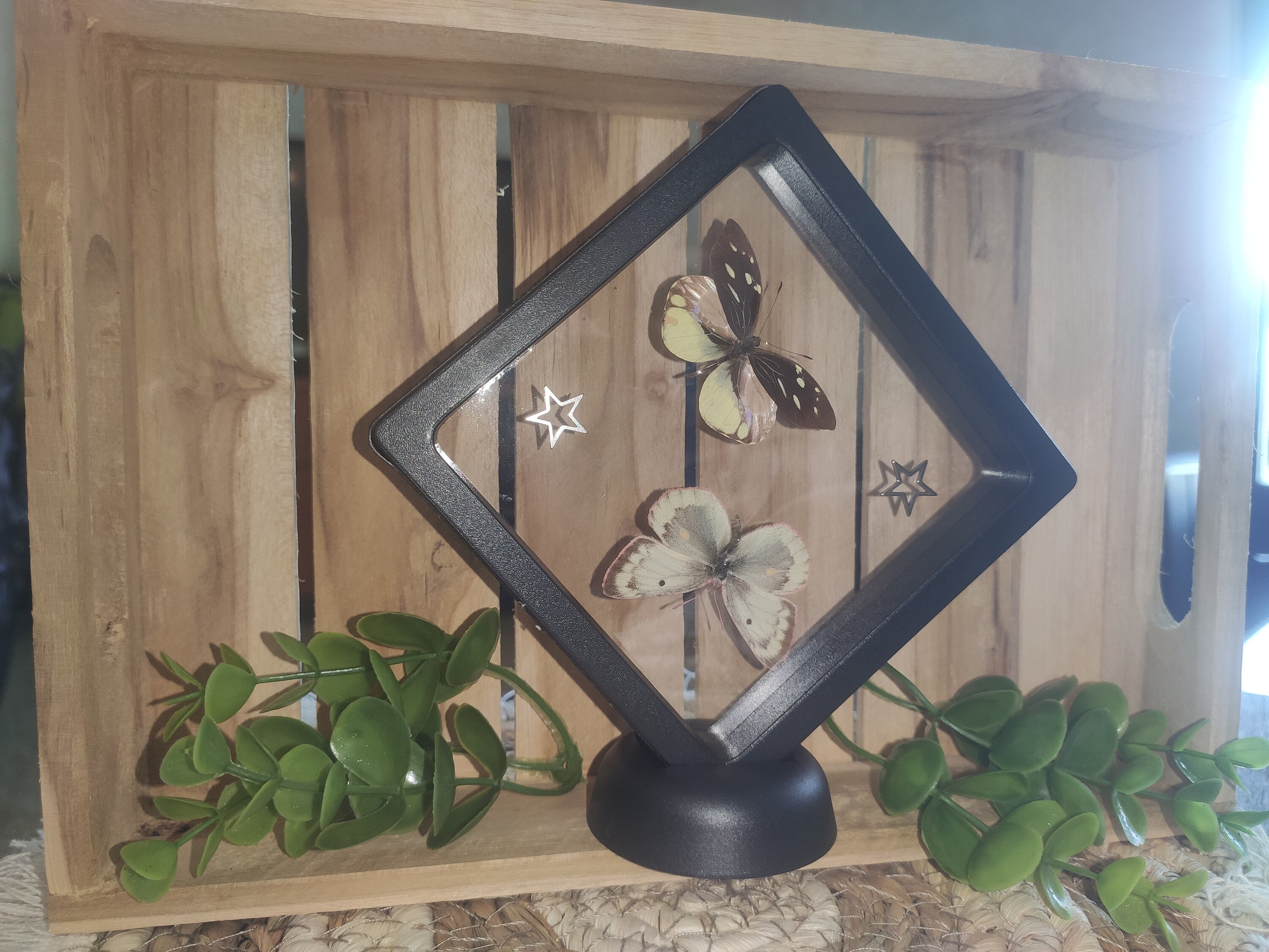 Papillons Coliade Du Trèfle et Dismorphia Naturalisé Dans Son Cadre Flottant