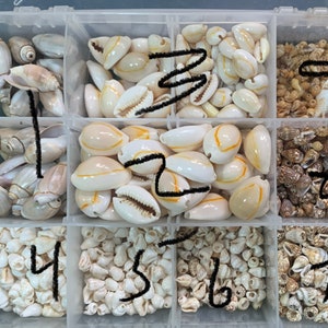 以下が含まれることがあります： 透明なプラスチック製の収納ボックスで、9つの仕切りがあり、さまざまな種類の小さな白と茶色の貝殻が入っています。仕切りには1から9までの番号が付けられています。