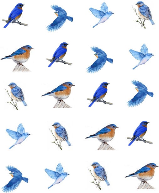 Bluebird Tattoo - Etsy Bluebird Tattoo - Etsy