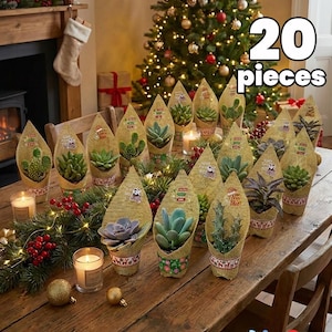 Op de afbeelding: Een feestelijke presentatie van 20 vetplanten in met jute omwikkelde potten, geplaatst op een houten tafel. De scène wordt versterkt door kaarsen, kerstversieringen en een verlichte kerstboom, wat een seizoensgebonden sfeer oproept.