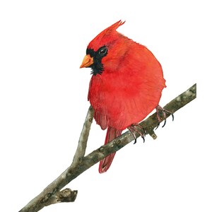 Red Cardinal Print