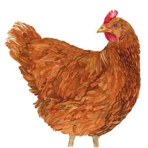 Puede incluir: Una pintura de acuarela de una gallina marrón con cresta y barbillas rojas. La gallina está de pie sobre un fondo blanco.