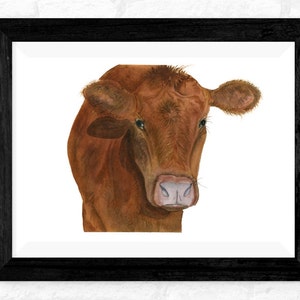 Red Angus Cow Print