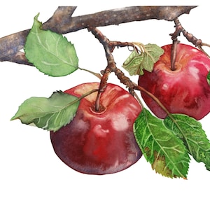 How about them Apples