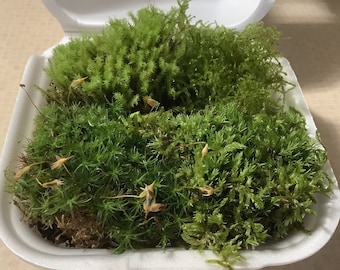 MINI Woodland Moss Starter Pack