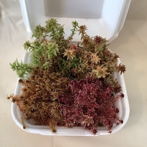 May include: A white polystyrene container filled with four different types of moss. The moss is a mix of green, brown, and red.