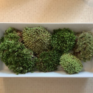 May include: A white rectangular dish filled with six different types of green moss. The moss is arranged in a cluster in the centre of the dish.