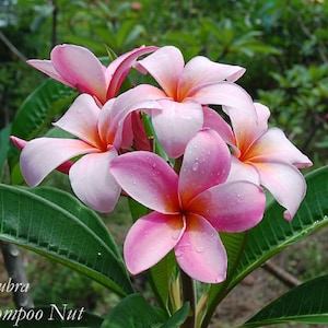 Chompoo Nut Plumeria Rubra Apocynaceae Seeds -Very Pretty Fragrant Frangipani Lei Flower, container growing balcony plant, fragrant flowers)