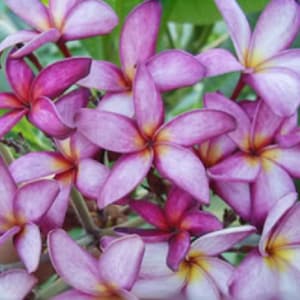 Plumeria Rubra Lanna Violet Seeds Apocynaceae Seeds - Very Fragrant Frangipani Lei Flower, container growing balcony plant
