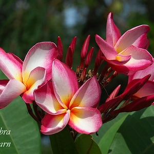 Nichagkarn Hybrid Plumeria Rubra Apocynaceae Seeds - Very Fragrant Frangipani Lei Flower, container growing balcony plant, fragrant flowers)