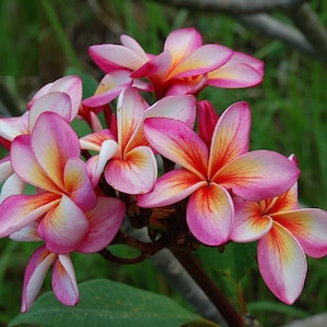 Plumeria Rubra Apocynaceae &#39;Hybrid 53&#39; Seeds - Very Fragrant Frangipani Lei Flower, container growing balcony plant, fragrant flowers)