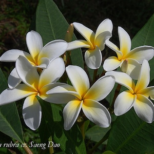 Saeng Dao Plumeria Rubra Apocynaceae Seeds - Very Fragrant Frangipani Lei Flower, container growing balcony plant, fragrant flowers)