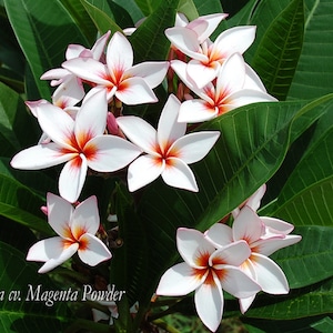 RARE Magenta Powder Plumeria Rubra Apocynaceae Seeds - Fragrant Frangipani Lei Flower, container growing balcony plant, fragrant flowers)