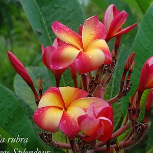Orange Splendour Plumeria Rubra Apocynaceae Seeds - Very Fragrant Frangipani Lei Flower, container growing balcony plant, fragrant flowers)