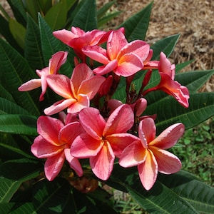 Hybrid P67, Plumeria Rubra Apocynaceae Seeds - Very Fragrant Frangipani Lei Flower, container growing balcony plant, fragrant flowers)