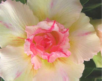 Dreifach Gelb Thangsiam Adenium Obesum Samen Wüstenrose, Sabi Star, Rosy Adenium, Apocynaceae, Fun Kids Kindersamen, Wachsen Sie Ihre eigenen