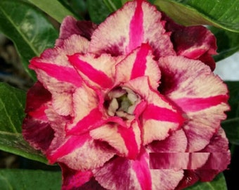 Triple Pink Ribbons Adenium Obesum Samen (Wüstenrose, Sabi Star, Rosy Adenium, Apocynaceae, Fun Kids Kinder Wachsen Sie Ihre eigenen Blumen)