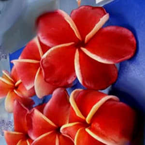 Jeena Plumeria Rubra Apocynaceae Seeds - Frangipani Seeds, Lei Flower, container growing balcony, fragrant flowers  )