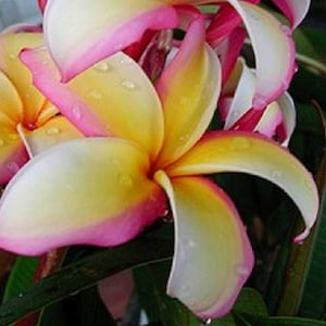 Puu Kahea Plumeria Rubra Apocynaceae Seeds - Very Fragrant Frangipani Lei Flower, container growing balcony plant, fragrant flowers)